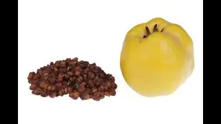 Propagation of quince by seeds, root offspring, cuttings