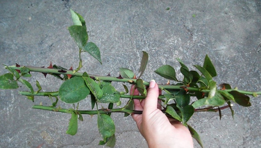 Propagation of roses by cuttings at home