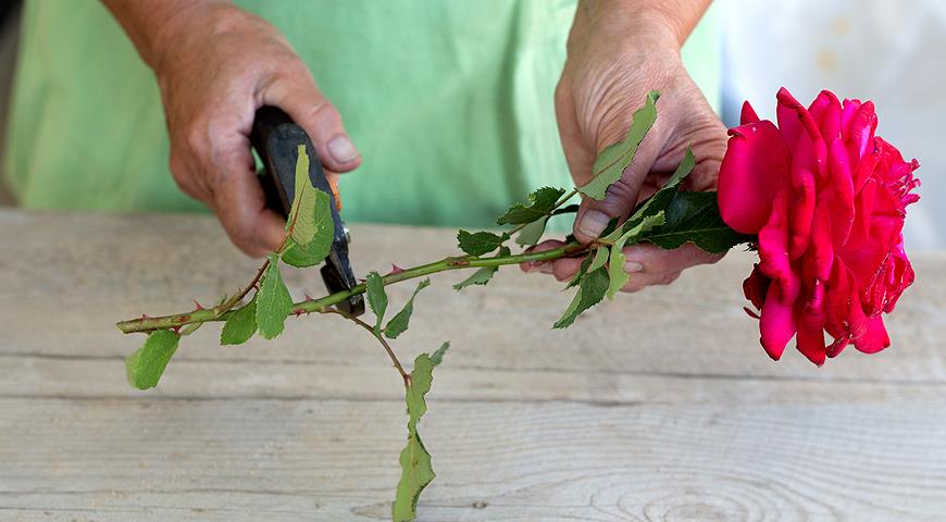 Propagation of roses by cuttings at home