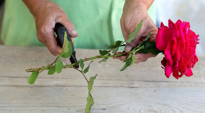 Propagation of roses by cuttings at home