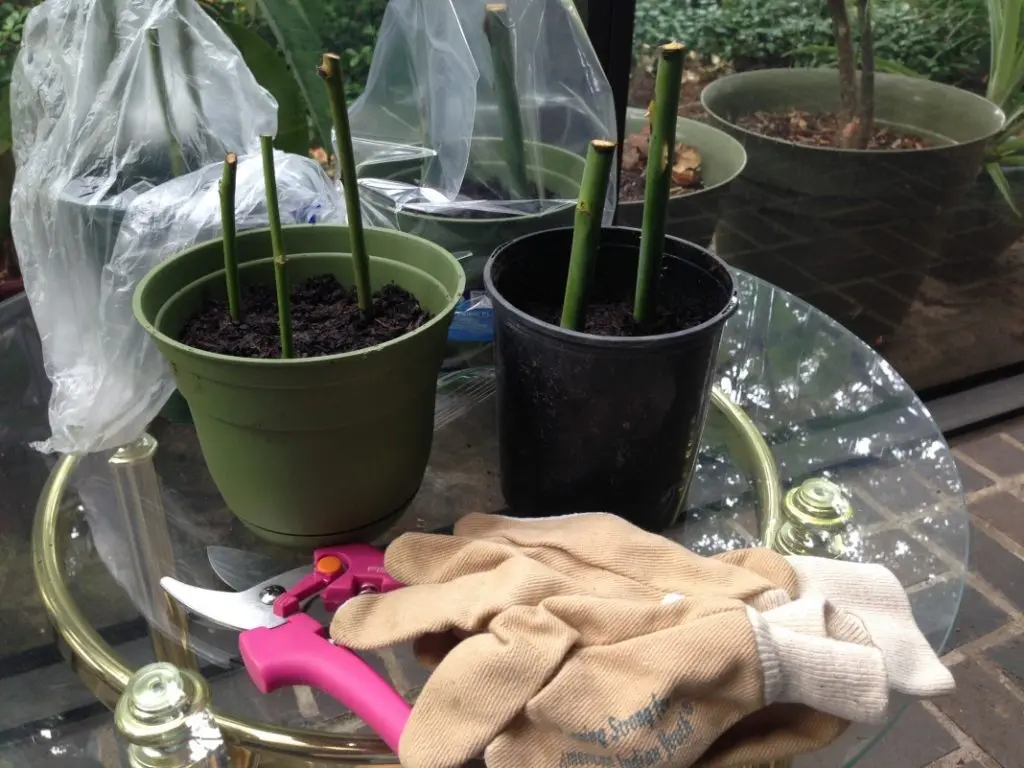 Propagation of roses by cuttings at home