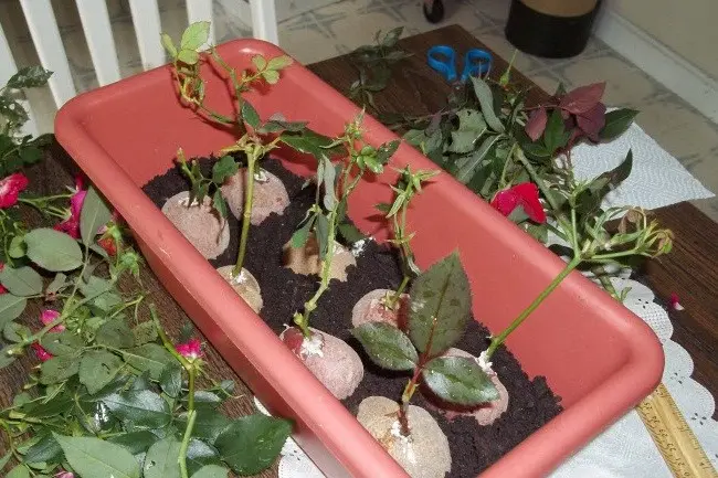 Propagation of roses by cuttings at home