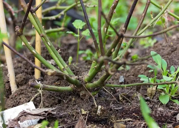 Propagation of roses by cuttings at home