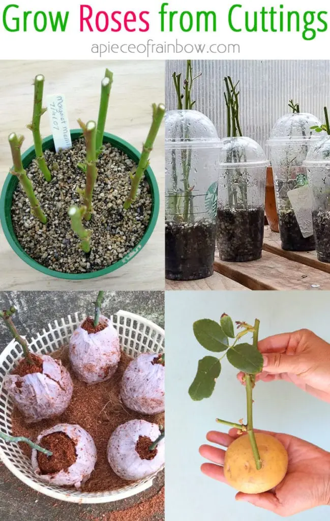 Propagation of roses by cuttings at home