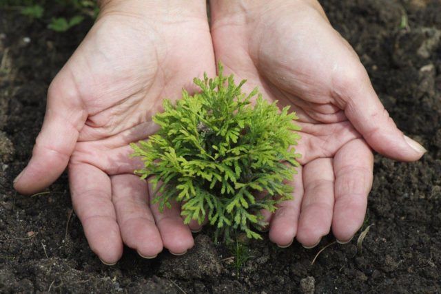 Propagation of thuja seeds at home: timing, planting and care