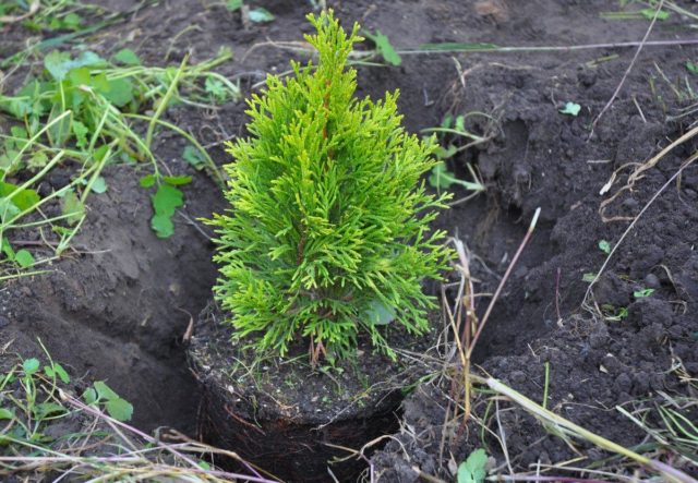 Propagation of thuja seeds at home: timing, planting and care