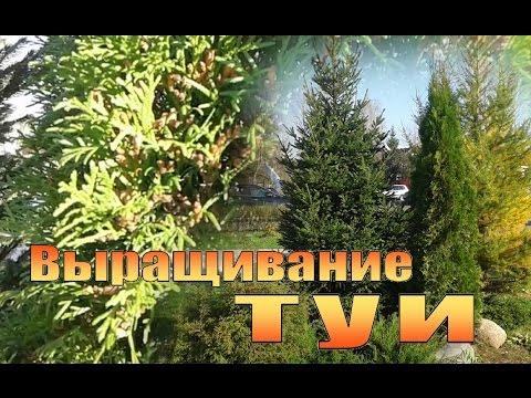 Propagation of thuja seeds at home: timing, planting and care