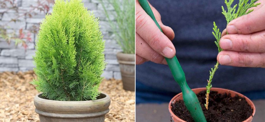 Propagation of thuja seeds at home: timing, planting and care