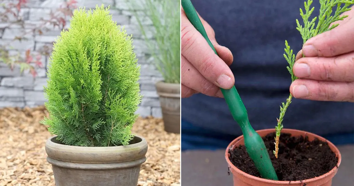 Propagation of thuja seeds at home: timing, planting and care