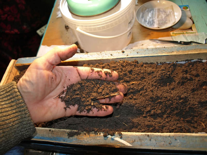 Proper soil preparation for tomato seedlings