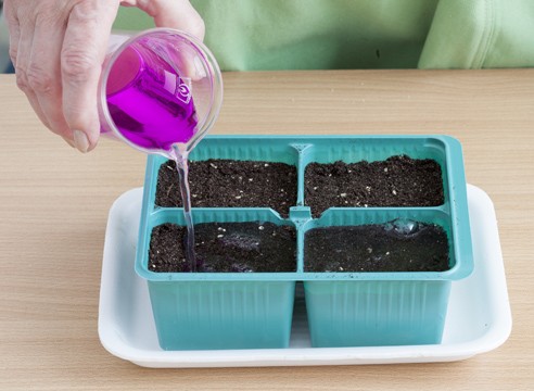 Proper soil preparation for tomato seedlings