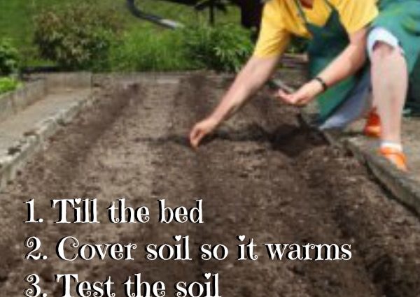 Proper soil preparation for tomato seedlings