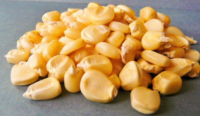 Properly Soaking Corn Seeds Before Sowing: 3 Secrets You Didnt Know About