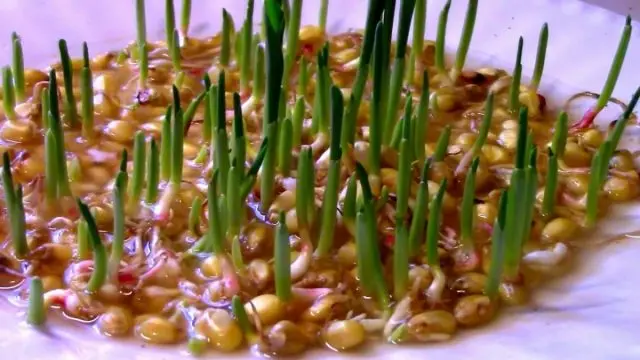 Properly Soaking Corn Seeds Before Sowing: 3 Secrets You Didnt Know About