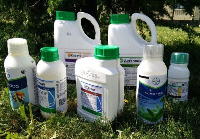 Prophylactin from pests: how to properly dilute for spraying, reviews of gardeners