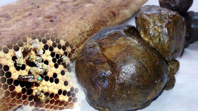 Propolis: medicinal properties and contraindications