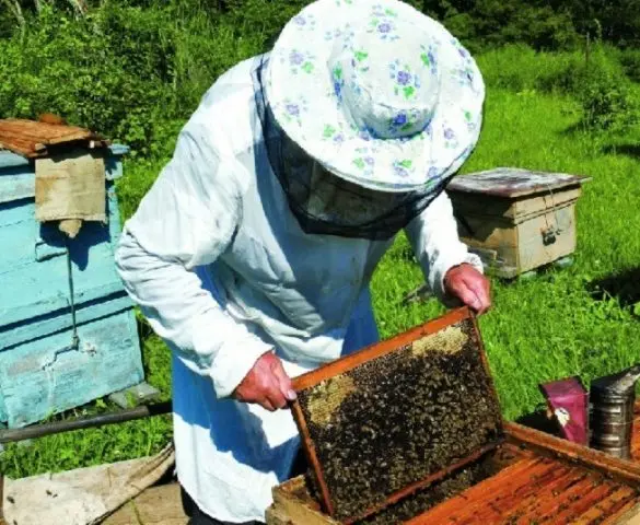 Propolis: medicinal properties and contraindications in oncology