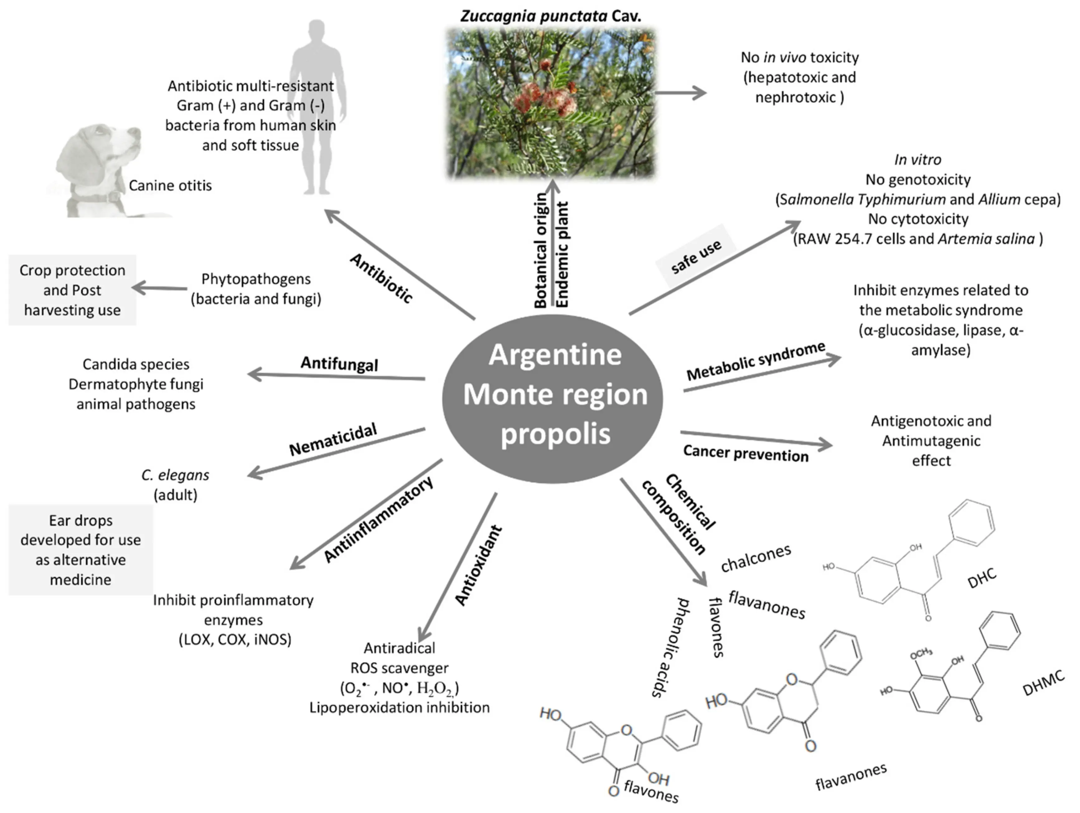 Propolis: medicinal properties and contraindications in oncology