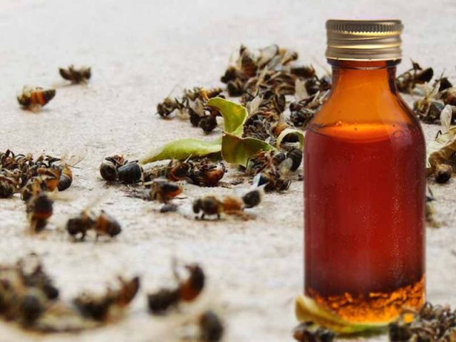 Propolis on alcohol: medicinal properties and contraindications