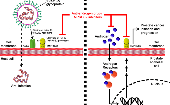 Prostate cancer and the COVID-19 pandemic. What has changed in the health of Poles?