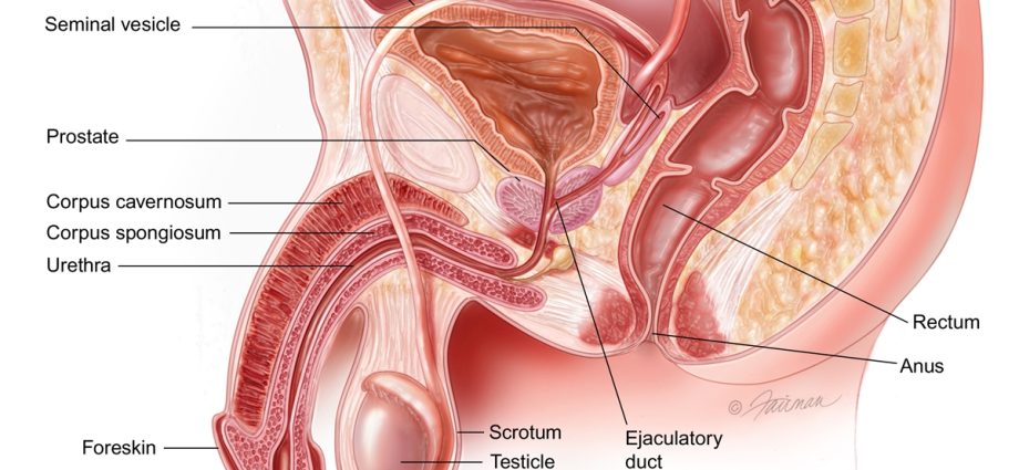 Prostate &#8211; what should worry you?