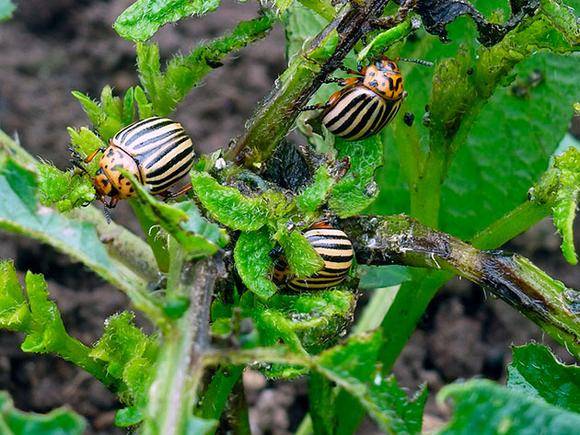 Protecting potatoes from the Colorado potato beetle before planting