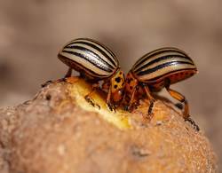 Protecting potatoes from the Colorado potato beetle before planting