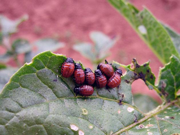 Protecting potatoes from the Colorado potato beetle before planting