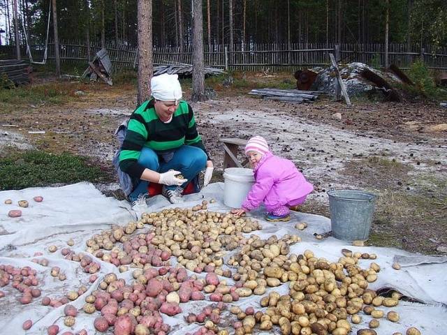 Protecting potatoes from the Colorado potato beetle before planting