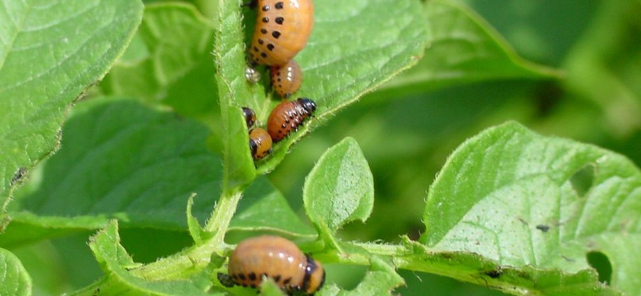 Protecting potatoes from the Colorado potato beetle before planting