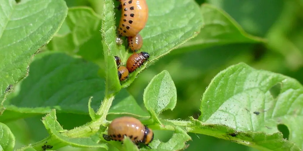 Protecting potatoes from the Colorado potato beetle before planting