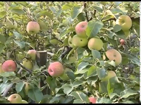 Protection of the apple tree from rodents: treatment and prevention from pests