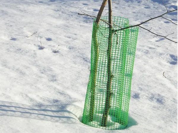 Protection of the apple tree from rodents: treatment and prevention from pests