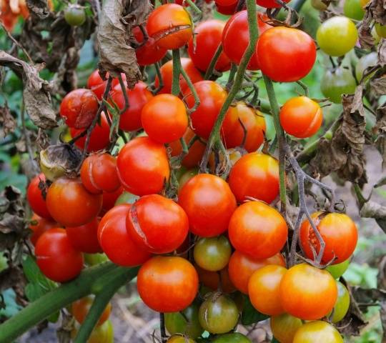 Protection of tomatoes from phytophthora 