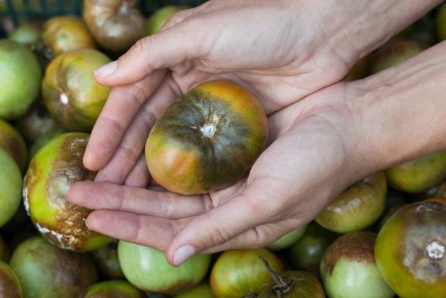 Protection of tomatoes from phytophthora 