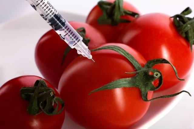 Protection of tomatoes from phytophthora 