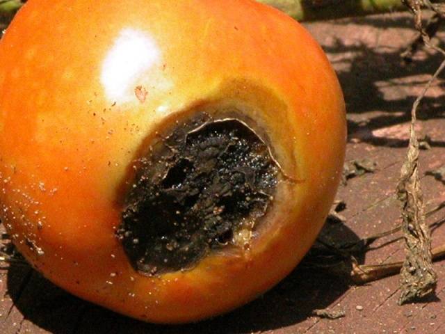 Protection of tomatoes from phytophthora 