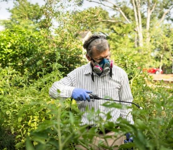 Protection of tomatoes from phytophthora 