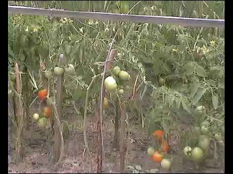 Protection of tomatoes from phytophthora 