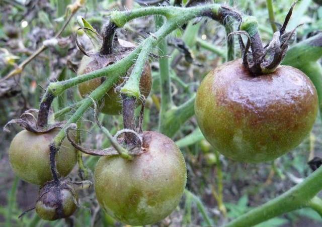 Protection of tomatoes from phytophthora 