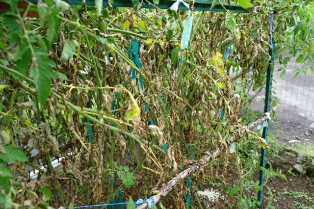 Protection of tomatoes from phytophthora 