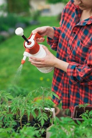 Protection of tomatoes from phytophthora 