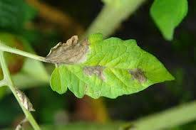 Protection of tomatoes from phytophthora 