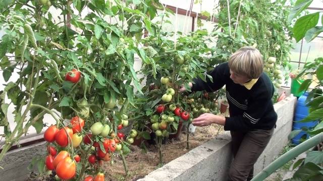 Protection of tomatoes from phytophthora 