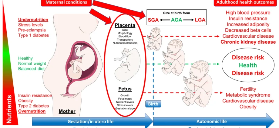 Protein deficiency in pregnant women increases the risk of muscle atrophy in the offspring