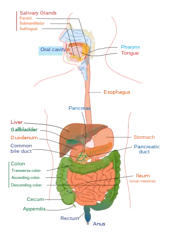 Protein-losing enteropathy