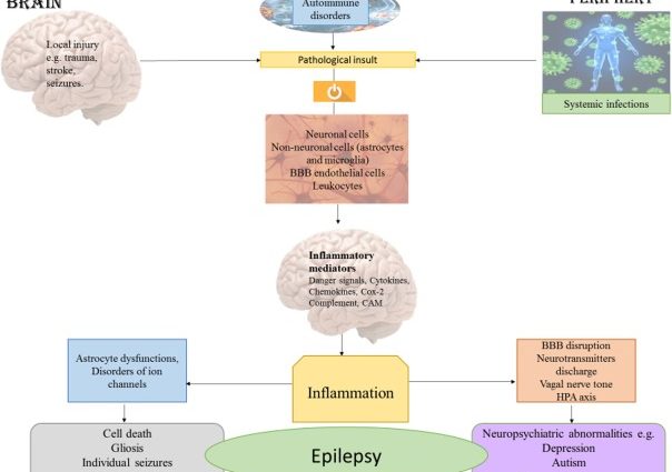 Proteins of the immune system cause seizures