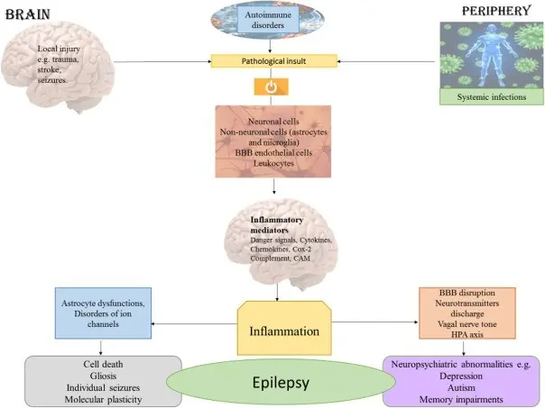 Proteins of the immune system cause seizures