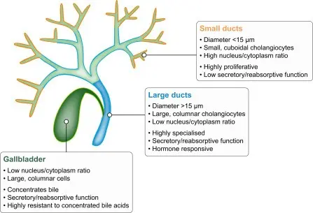 Proursan for the biliary tract