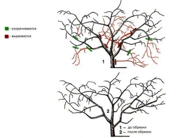 Pruning a young apple tree in spring: a scheme for beginners